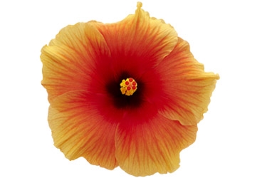 Hibiscus Apollo Variety Thumbnail.jpg